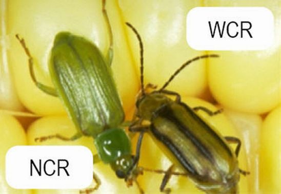 Western Corn Rootworm and Northern Corn Rootworm