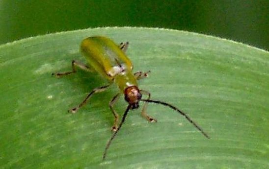 Mexican Corn Rootworm