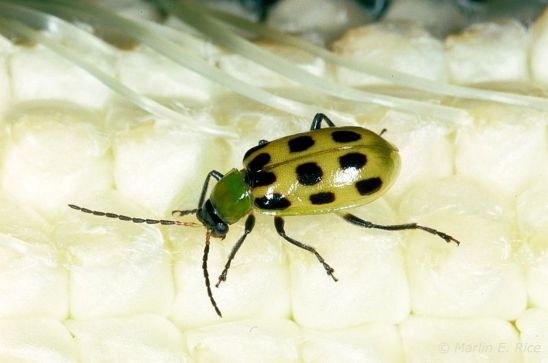 Southern Corn Rootworm