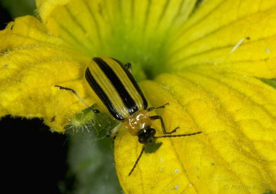 Striped Cucumber Beetle