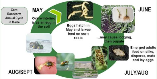 Corn Rootworm Annual Life Cycle