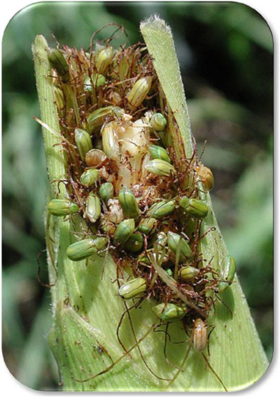 Northern corn rootworms feeding on silks and kernels