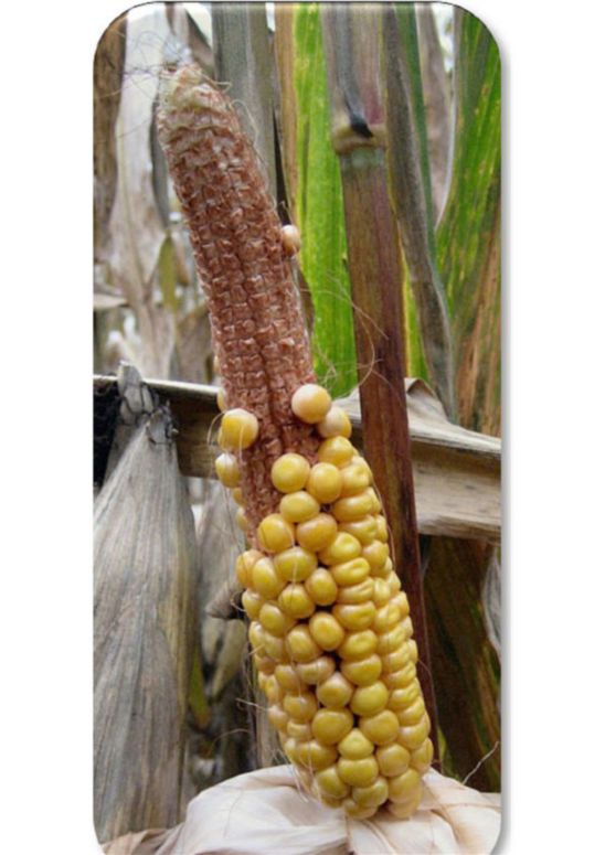 Corn silk clipping by corn rootworms