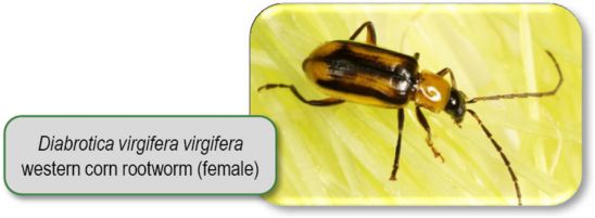 western corn rootworm (female)