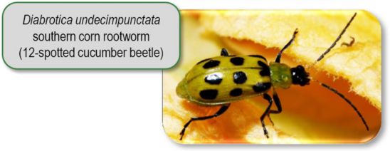southern corn rootworm