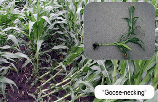 goose-necking caused by corn rootworm feeding