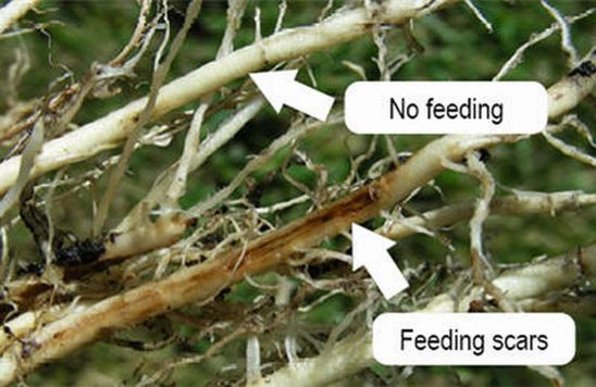 corn roots with and without rootworm feeding scars