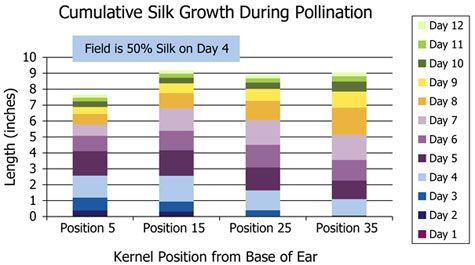 Cumulative silk growth during corn pollination.