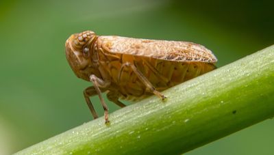 brown planthopper close up