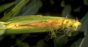 Developing corn ear damaged due to environmental stress.