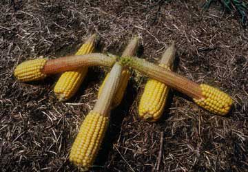Mature corn ears damaged from environmental stress.
