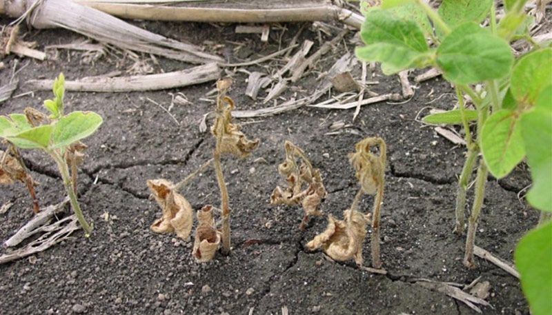 Soybean plants showing symptoms of ‘damping off’ due to rhizoctonia root rot disease.