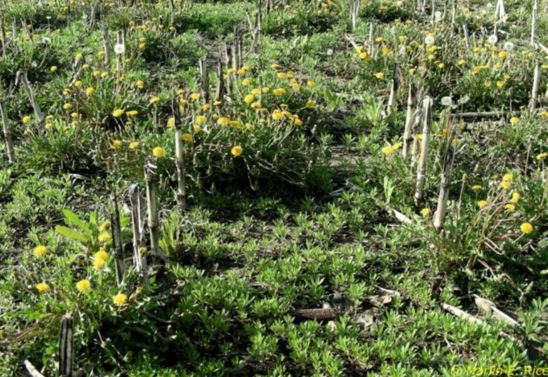 Field with heavy infestation of dandelion and horseweed.