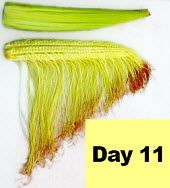Corn ear - day 11 pollination.