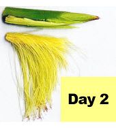 Corn ear - day 2 pollination.