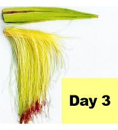 Corn ear - day 3 pollination.
