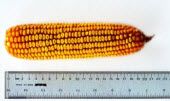 Corn cob - harvested on day 6 of pollination.