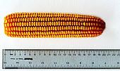 Corn cob - harvested on day 7 of pollination.