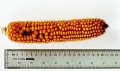 Corn cob - harvested on day 9 of pollination.