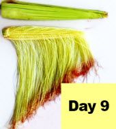 Corn ear - day 9 pollination.