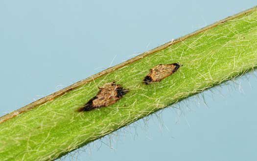 Photo showing egg scars from Dectes stem borer on a soybean stem.