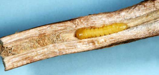 Photo showing Dectes stem borer larva tunneling inside a soybean stem.