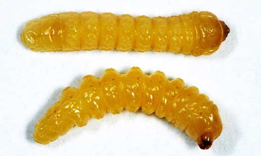 Photo showing Dectes stem borer larvae.