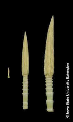 Photo of developing corn ears.