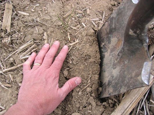 Closeup photo showing how to start digging near seed furrow.