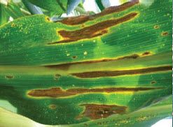 Photo showing corn leaf with diplodia leaf streak.