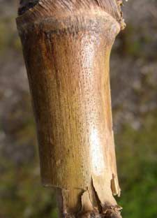 This is a photo showing corn stalk damage due to Diplodia stalk rot.