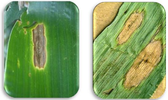 Diplodia Leaf Streak lesions on corn leaf. Diplodia leaf lesions are mostly oval to elongated and contain black pycnidia.