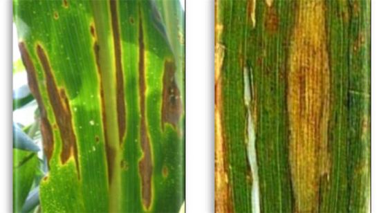 Diplodia Leaf Streak lesions (left) and northern corn leaf blight lesions (right)
