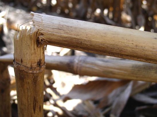 Broken corn stalks due to Diplodia stalk rot infection.