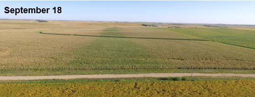 Photo - Drone field images captured in mid-September showing improved plant health in the corn fungicide treatment strip.
