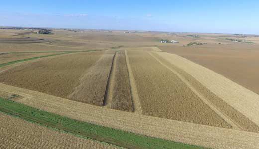 Drone image of field showing corn fungicide treatment vs. non-treated area at harvest timing.