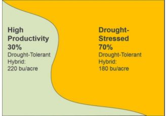 Primarily drought-stressed field planted entirely to a drought-tolerant hybrid, yield results.