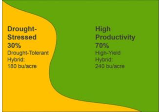 Primarily high-productivity field with variable hybrid placement, yield results.