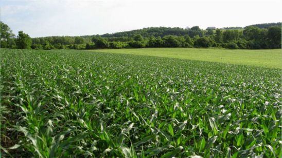 Photo - crop field - early season