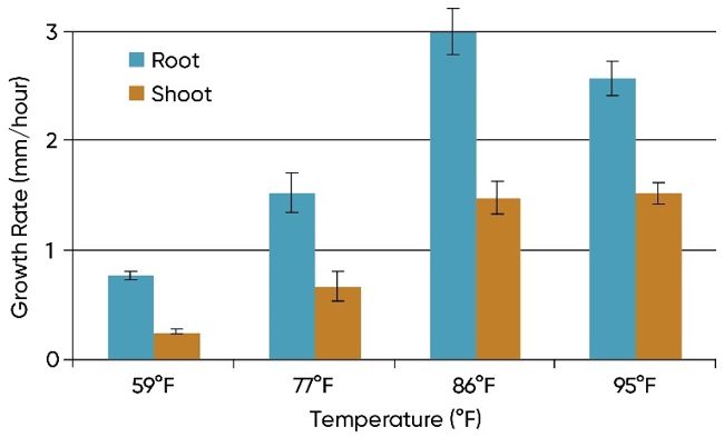 Chart showing average early root and shoot growth rates for 3 hybrids under 4 soil temperatures ranging from 59 to 95Â° F.