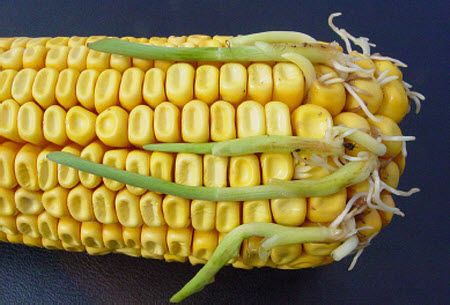 Photo - premature germination of corn kernels on ear in the fall.