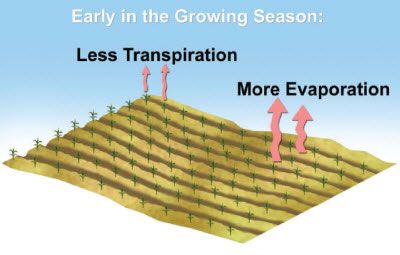 Sources of ET early in the growing season