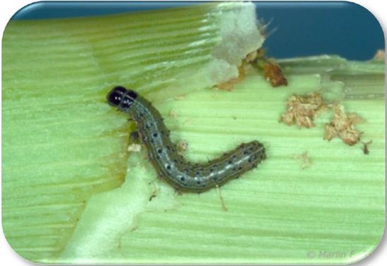 Photo: Early-stage fall armyworm larva
