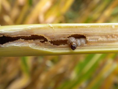 Non-destructive, in-field measurement of corn stalk integrity (collaborating)