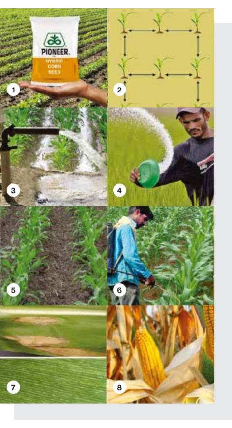 eight_crop_corn_points