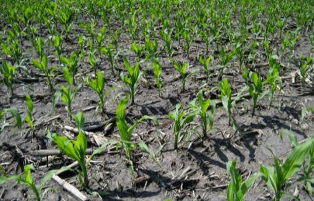 Photo of young corn plants - early spring.
