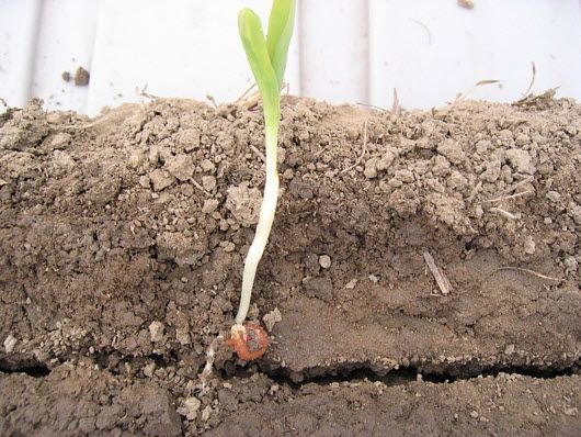 Photo showing corn seedling with restricted root growth.