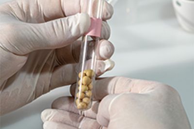 Guia de Uso de Sementes