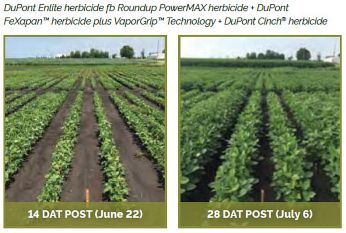 Soybean field treasted with DuPont Enlite herbicide fb Roundup PowerMAX herbicide + DuPont FeXapan� herbicide plus VaporGrip� Technology + DuPont Cinch herbicide