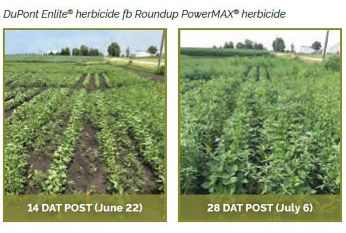 Soybean field treasted with DuPont Enlite� herbicide fb Roundup PowerMAX herbicide